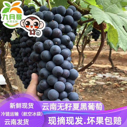 无籽夏黑葡萄新鲜孕妇水果
