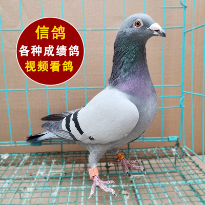 一对信鸽种鸽幼鸽活物赛鸽鸽子