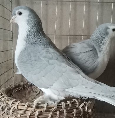 拉合尔鸽子活一对精品观赏鸽大全种鸽青年活物蓝拉毛脚可爱宠物鸽