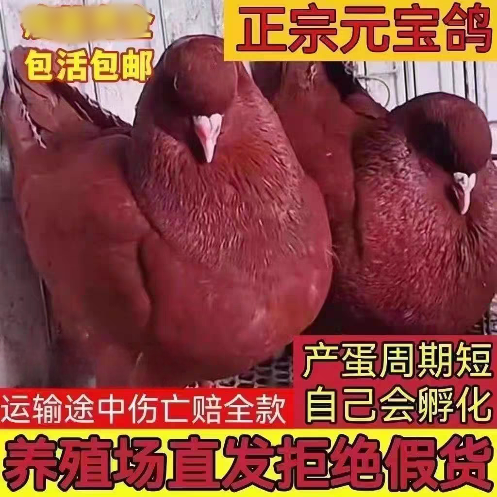 巨型元宝鸽一对公母落地王肉鸽