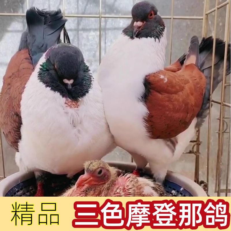 鸽子活三色大体元宝鸽子观赏鸽青鸟