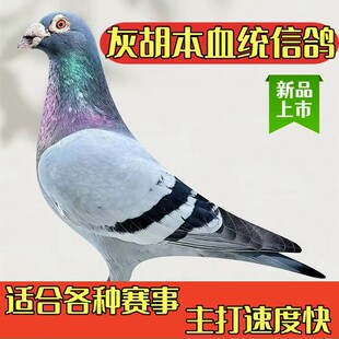 种鸽幼鸽公棚带脚环比赛鸽子活体血统公棚鸽子