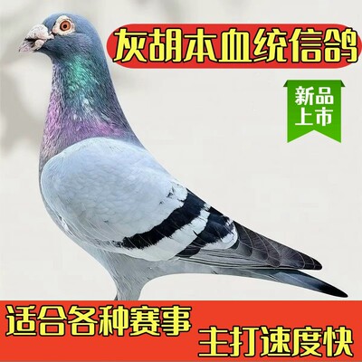 种鸽幼鸽公棚带脚环比赛鸽子活体血统公棚鸽子