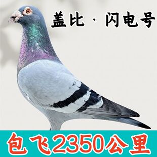 信鸽种鸽幼鸽公棚鸽子活体血统公棚鸽子一对公母成绩鸽