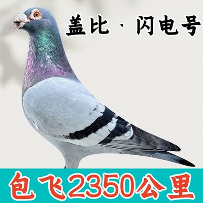 信鸽种鸽幼鸽公棚鸽子活体血统公棚鸽子一对公母成绩鸽