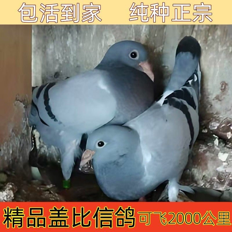 鸽子活一对盖比信鸽种鸽公棚鸽种鸽青年鸽观赏鸽盖比鸽信鸽公棚鸽