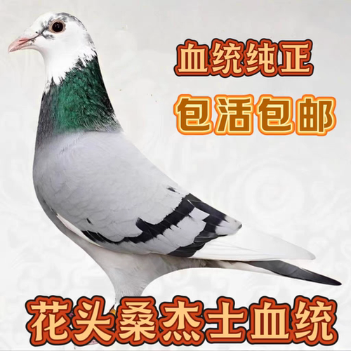 鸽子活一对公母观赏鸽信鸽赛鸽鸽子小鸽活物幼鸽活体原配种鸽血统