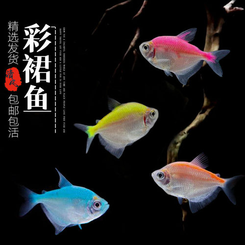 彩裙虹鱼彩旗热带鱼群游鱼接吻鱼