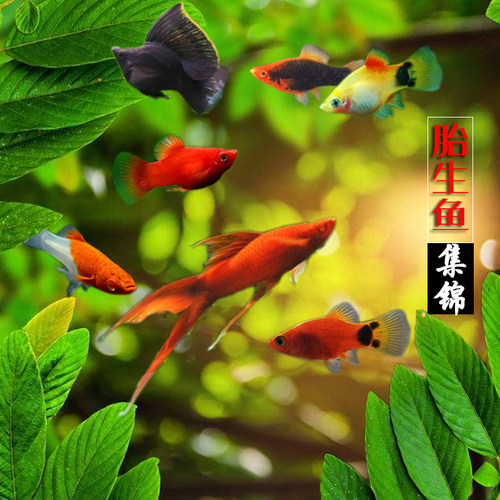 红剑鱼剑尾月光玛丽鱼小型鱼淡水