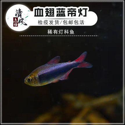 血翅蓝帝灯鱼红尾蓝帝草缸群游鱼高端稀有热带观赏鱼小型淡水鱼苗