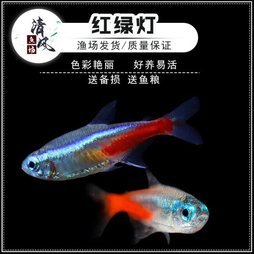 红绿灯鱼活体小型群游鱼宝莲灯鱼