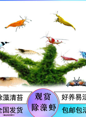 黑壳虾水晶虾草缸除藻清洁鱼缸