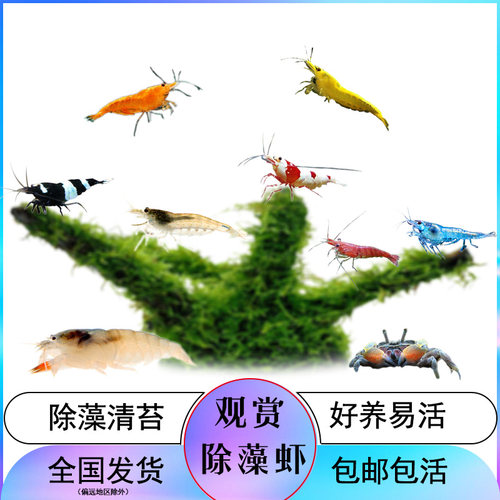 黑壳虾水晶虾草缸除藻清洁鱼缸