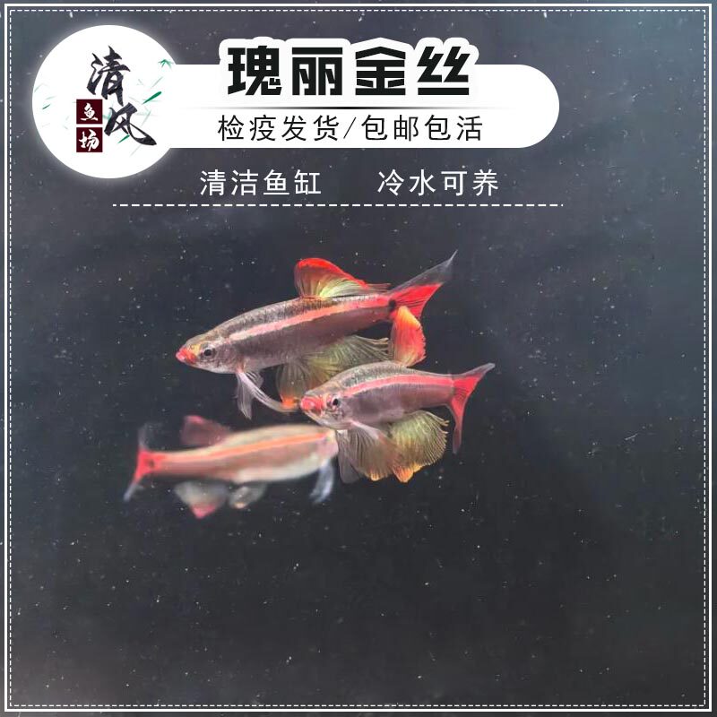 瑰丽金丝灯鱼长尾大帆金丝鱼常温冷水观赏鱼淡水原生小型鱼活体鱼