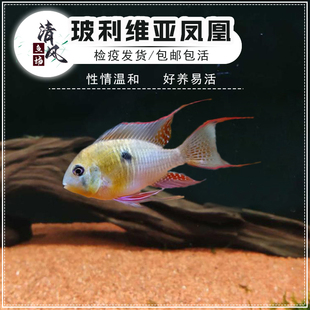 玻利维亚凤凰鱼活体热带鱼观赏鱼慈鲷淡水鱼凤凰鱼小型鱼南美短鲷