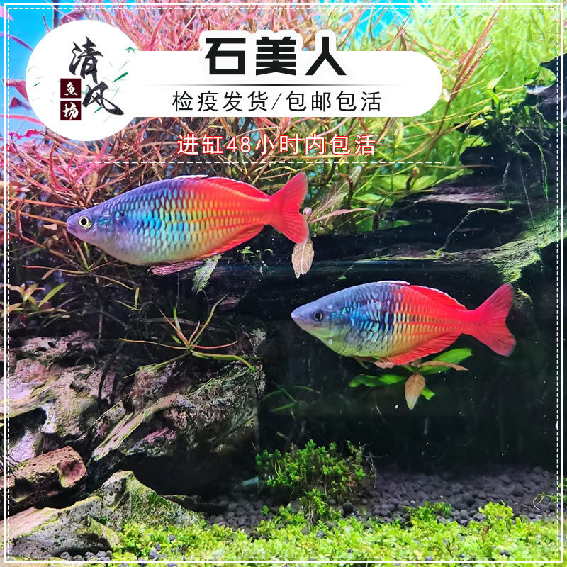 石美人鱼热带鱼黄金鸽子美人蓝刚果美人鱼淡水活体鱼苗小型温和鱼图片