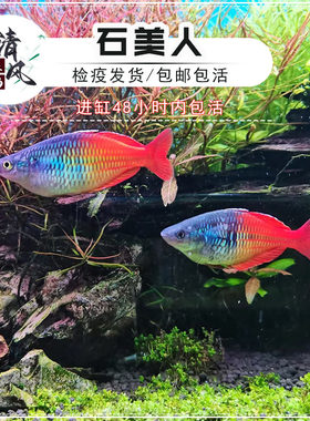石美人鱼热带鱼黄金鸽子美人蓝刚果美人鱼淡水活体鱼苗小型温和鱼