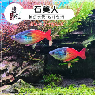 石美人鱼热带鱼黄金鸽子美人蓝刚果美人鱼淡水活体鱼苗小型温和鱼