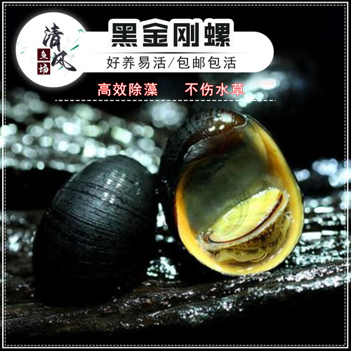 除藻除苔清洁鱼缸不伤水草