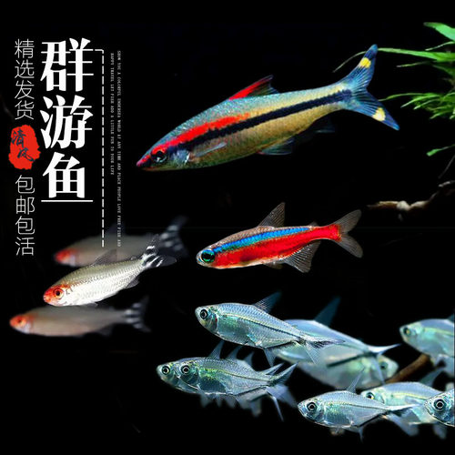 宝莲灯热带鱼群游鱼一眉道人鱼群