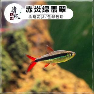 南美高端进口灯科鱼活体鱼赤焰绿翡翠草缸鱼热带鱼珍稀品种观赏鱼