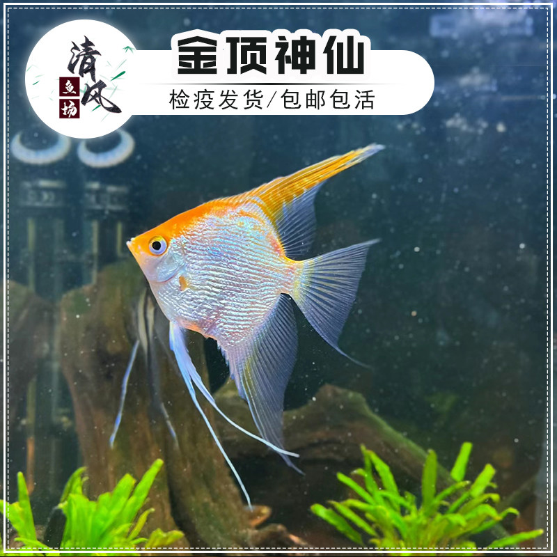 金头神仙鱼热带观赏鱼活体金顶燕子鱼苗小型淡水鱼好养易活新手鱼