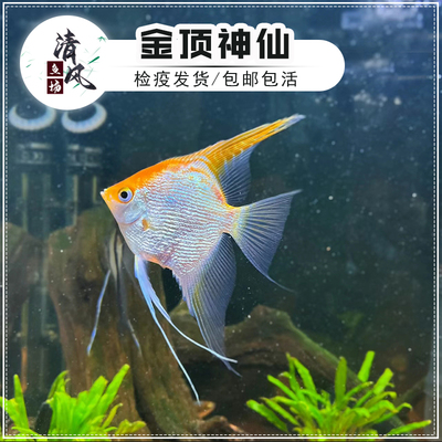 金头神仙鱼小型观赏鱼热带鱼