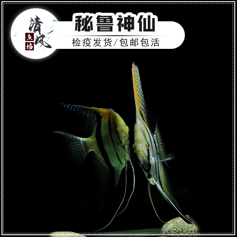 秘鲁神仙鱼活体观赏鱼燕子鱼小型热带鱼斯卡埃及神仙南美淡水鱼苗