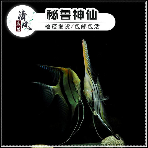 秘鲁神仙鱼南美热带观赏鱼燕子鱼