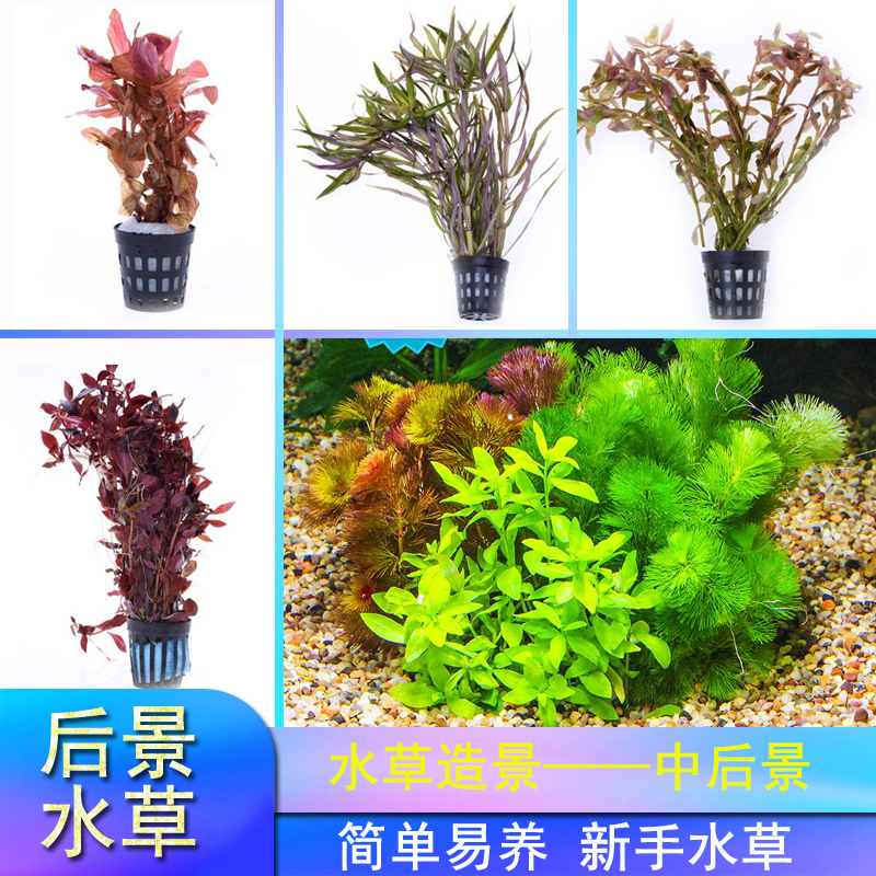 造景水草中后景真水草绿菊花易活