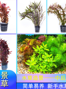 造景水草中后景真水草绿菊花易活