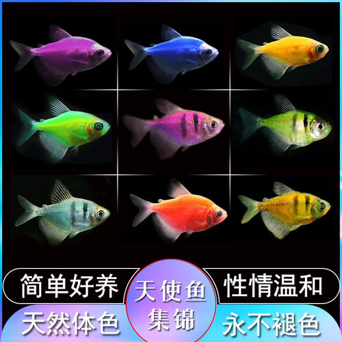 观赏鱼好养易活喂食简单群游鱼