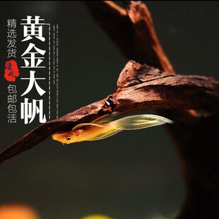 黄金胡子大帆鱼胡子鱼小型鱼苗除藻鱼热带鱼活体鱼淡水鱼缸清道夫