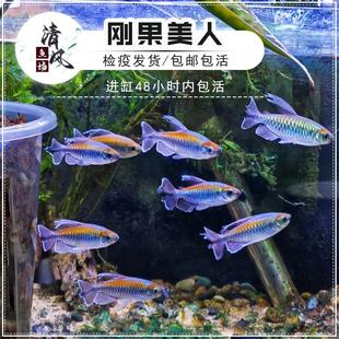 剛果美人魚彩虹綠剛果二線小型魚草缸群游熱帶觀賞魚大號(hào)公母配對(duì)