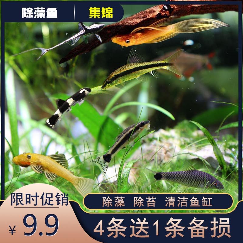 黑线飞狐鱼老鼠鱼黄金胡子大帆老虎小精灵直升机淡水观赏鱼除藻鱼