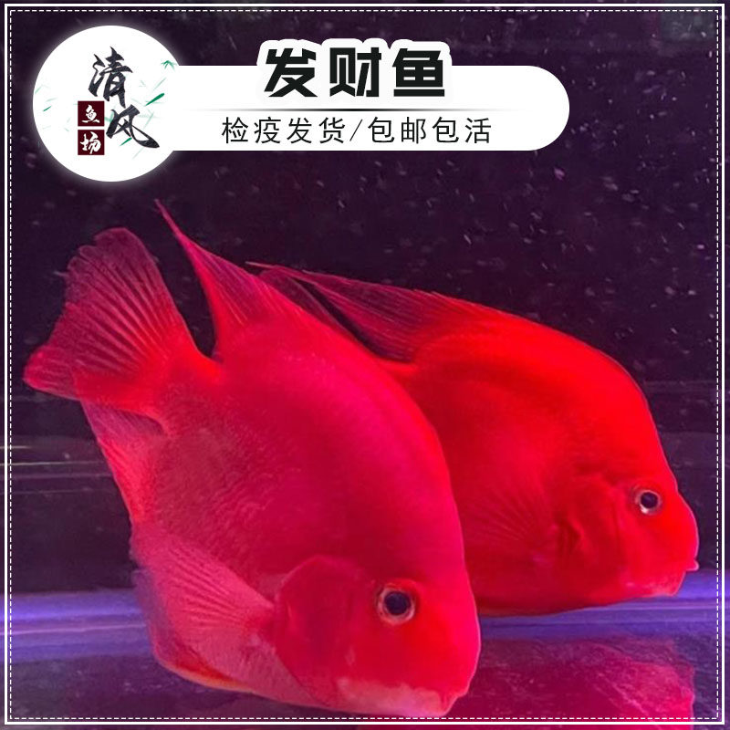 发财鱼鹦鹉鱼血鹦鹉元宝鹦鹉财神鱼 热带鱼活体鱼大型水族宠物鱼