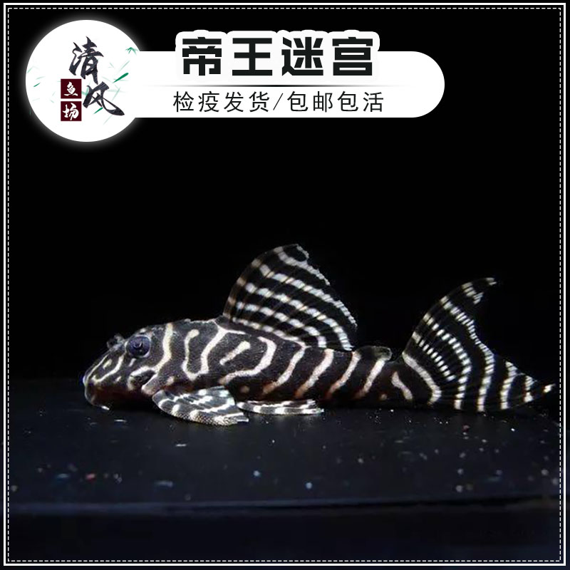 清道夫热带淡水鱼清洁鱼缸