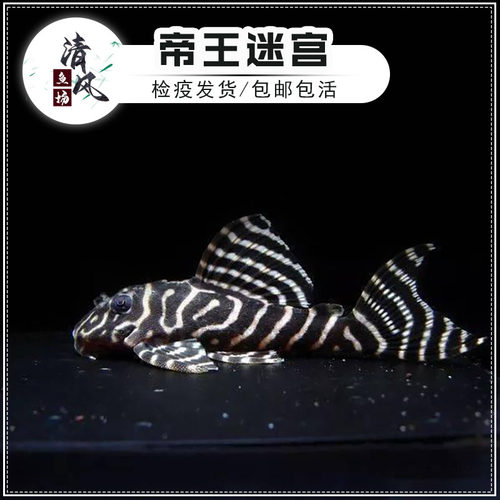 清道夫热带淡水鱼清洁鱼缸