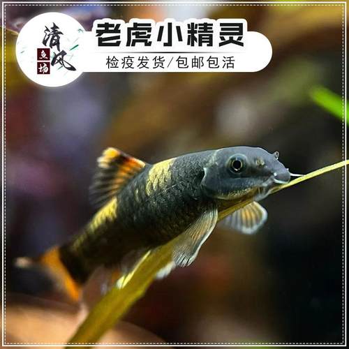 老虎小精灵鱼虎纹精灵鱼淡水进口原生溪流鱼除藻除苔小型鱼活体