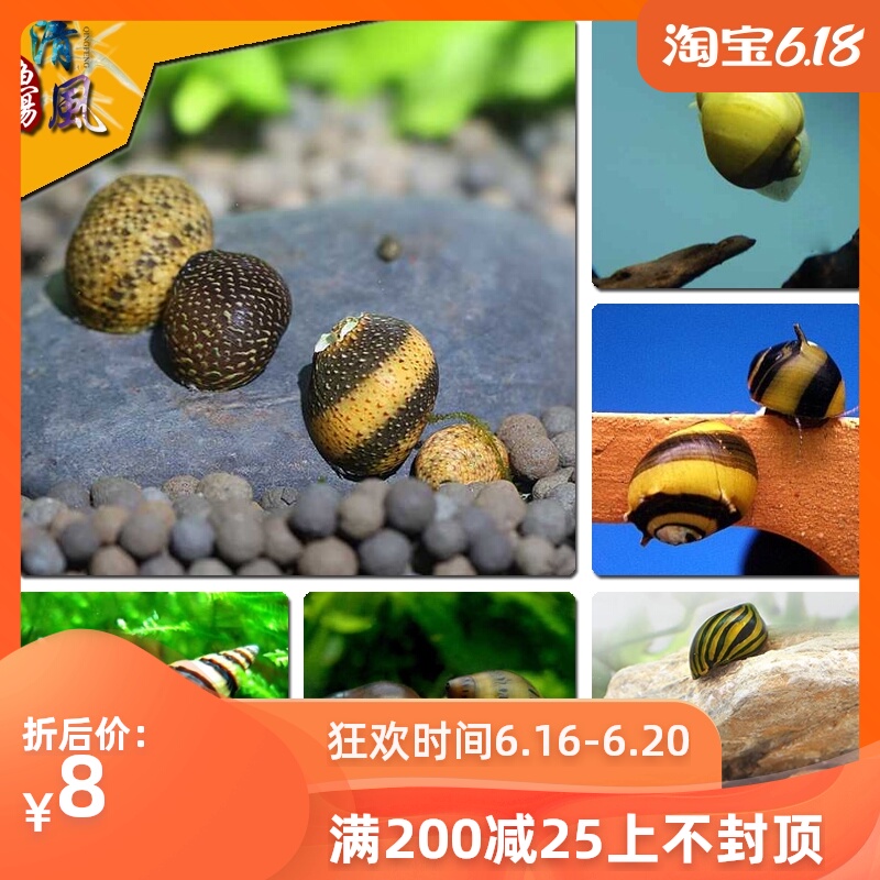 观赏螺 除藻螺蜗牛淡水螺水族宠物螺黄金螺斑马螺军帽螺套餐在类目 宠物/宠物食品及用品, 水族世界, 螺中 - 来自Buy2taobao.com提供专业的淘宝代购服务