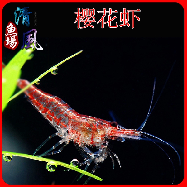 樱花虾玫瑰虾 观赏虾热带鱼灯科鱼混养水族箱水草搭配 除藻虾包活