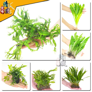 皇冠水草 铁皇冠鹿角铁细叶铁柳叶铁乌拉圭 真水草鱼缸水族箱造景
