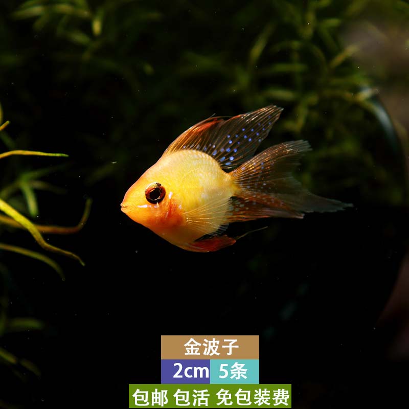 金波子皮卡丘球形凤凰鱼短鲷热带观赏鱼淡水活体小型鱼包邮包活
