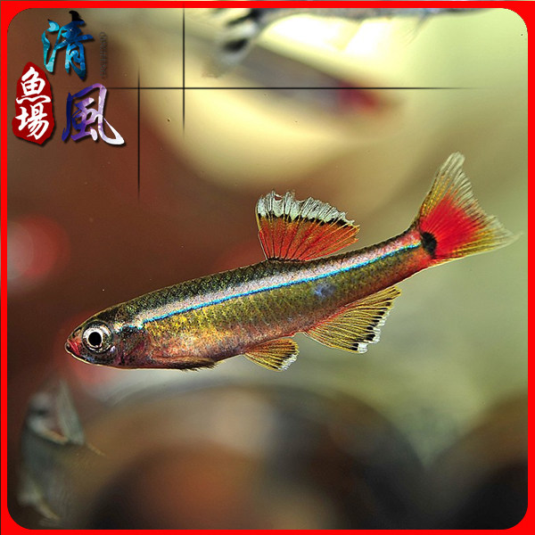 瑰丽金丝长尾大帆金丝鱼热带观赏鱼淡水鱼小型灯鱼活体鱼包活包邮