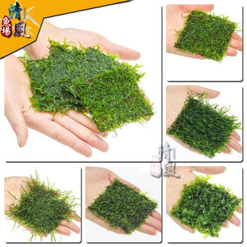 莫丝moss莫斯三角火焰怪蕨