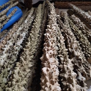 花椒木手棍花椒木手把件花椒木按摩棒纯天然野生花椒杠练功棍敲背