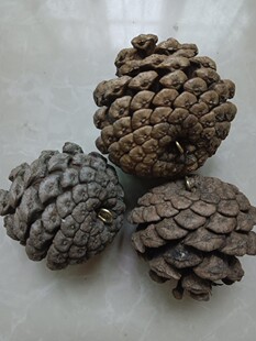 带钉油松果松塔壳幼儿手工圣诞节