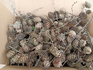 小松果松塔壳50颗，5元