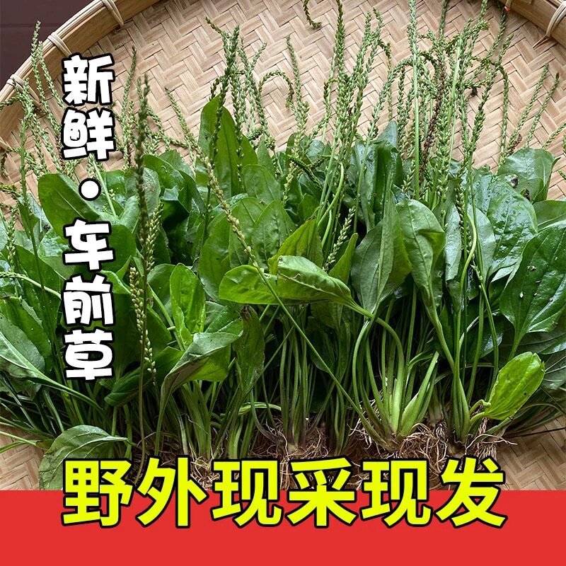 新鲜野生车前草现挖现发车前草新鲜车前草新鲜车前草新鲜车前草