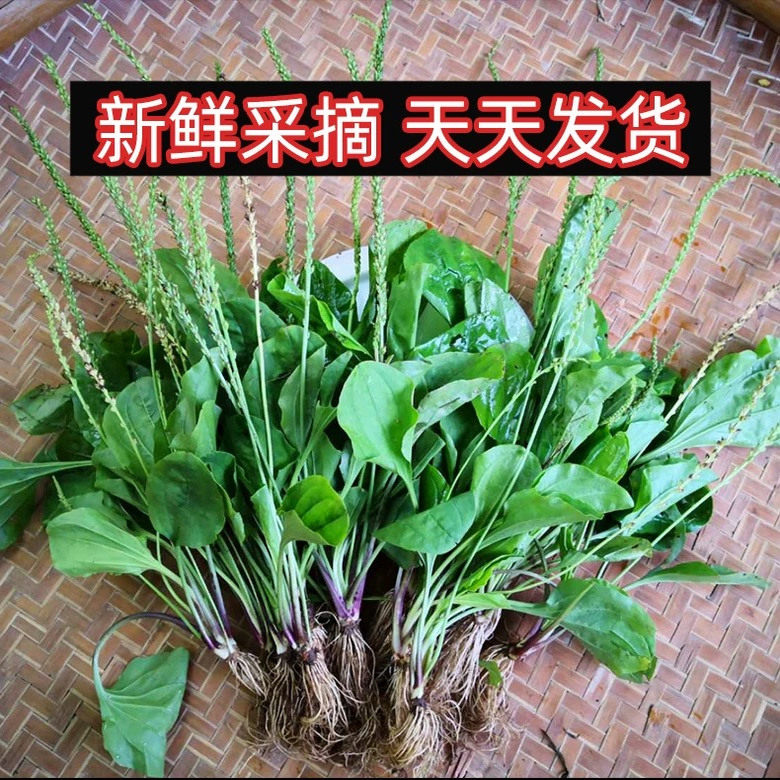 野生车前草新鲜正宗纯天然泡茶利尿干货车前子整株带跟发货